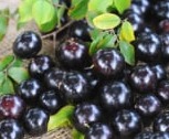 Myrciaria Jaboticaba