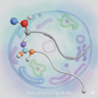 Phosphatidylserine